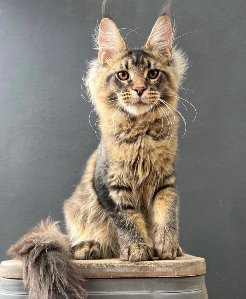 how much do maine coon kittens cost