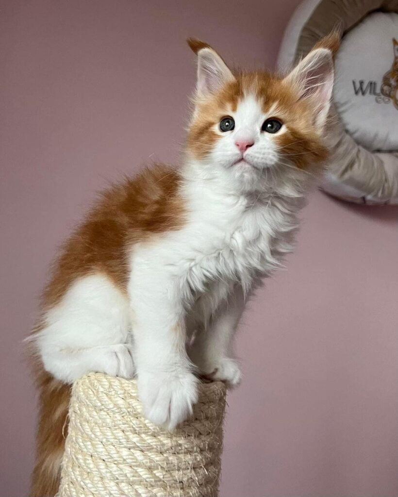 how big are maine coon kittens